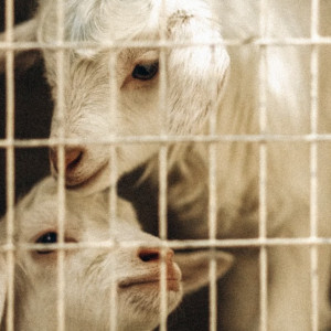 Во Владимирской области создали противоэпизоотическую комиссию