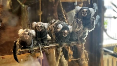 Во Владимире животных на выставке содержали среди плесени