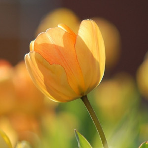 Жителям Владимирской области пообещали до +14 в первый рабочий день