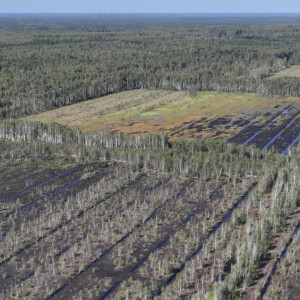 Во Владимирской области трижды за год горели торфяники