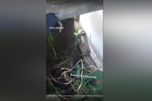 В Коврове спасатели достали кота из капкана