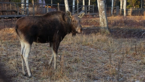 «Так будет до июля». Эксперт объяснила нашествие лосей во Владимирской области