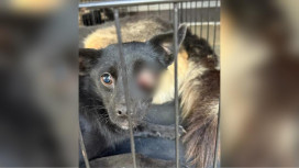 Владимирские волонтеры спасли собаку с изувеченным глазом