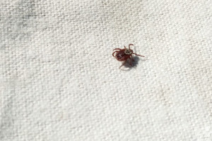 Во Владимирской области с людей сняли пять зараженных болезнью Лайма клещей