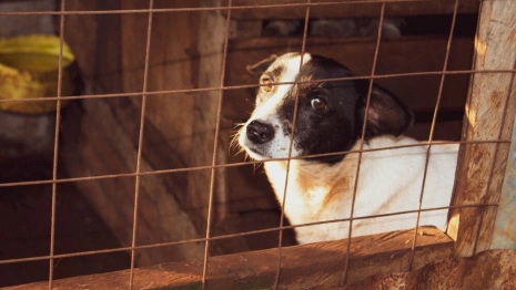 Владимирские власти посчитали отсутствие приюта для животных не самой важной проблемой