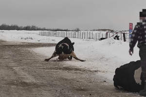 Массовое падение коров на льду во Владимирской области сняли на видео