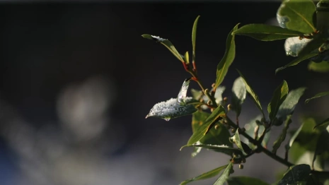 Во Владимирской области в выходные начнется оттепель