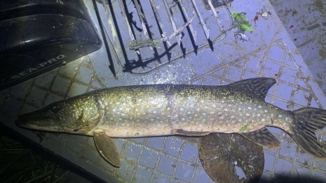 Жители Владимирской и Нижегородской областей попались на браконьерстве