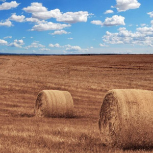 Авдотья-сеногрейка: что можно и нельзя делать 20 июля