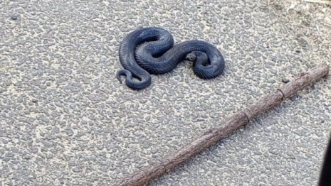 Во Владимирской области проснулись гадюки