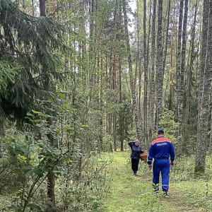 В лесу в Камешковском районе заблудилась женщина 