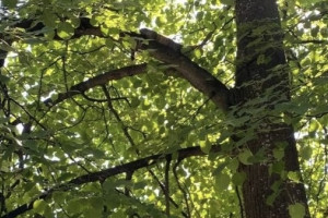 В Коврове спасатели достали просидевшую два дня на дереве кошку