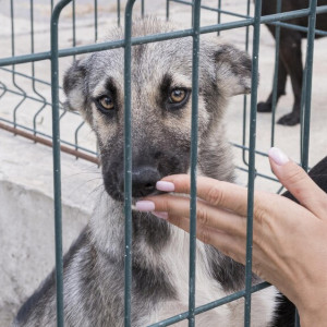 Во Владимире ищут деньги для строительства приюта для животных