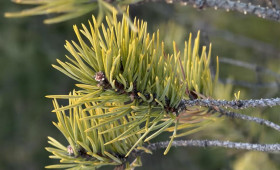 Прогноз погоды во Владимирской области на 11 апреля 2026 года