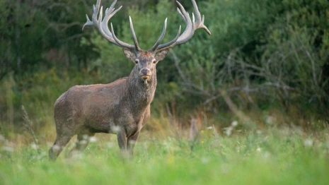 В Юрьев-Польском районе услышали рев оленя