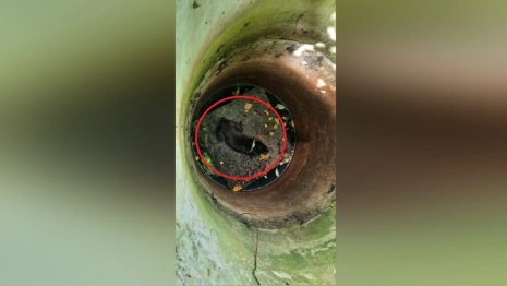 В Судогде пожарные спасли упавшую в колодец собаку 