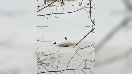 Жители Владимира сообщили о замерзающих на Соловьином пруду утках