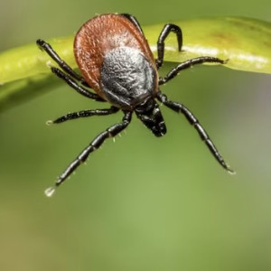 Во Владимирской области клещи укусили 117 взрослых и 22 ребенка
