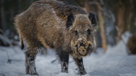 Во Владимирской области пересчитали волков и кабанов