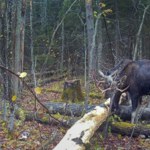 В лесу под Владимиром заметили лосиный квартет