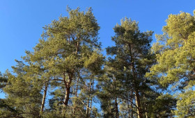 В выходные во Владимирской области ожидается 11-градусное тепло