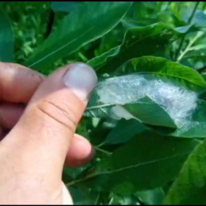 Шелкопряд начал атаковать еще один район Владимирской области