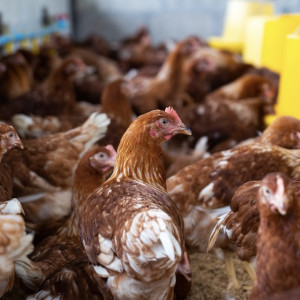 В Гусь-Хрустальном ввели карантин из-за азиатской чумы птиц