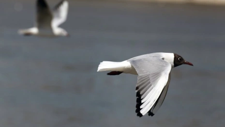 Во Владимирской области нашли птичий грипп