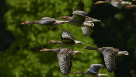 Никита Гусятник: что можно и нельзя делать 10 июня