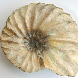 Владимирцы смогут вновь увидеть окаменелости возрастом 100 млн лет