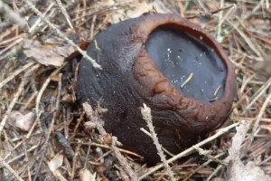 В Гусь-Хрустальном районе заметили редкий краснокнижный гриб