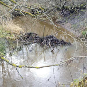 Во Владимирской области расчистят 5 рек