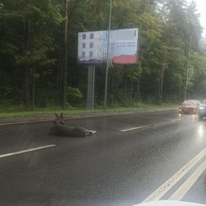 Во Владимирской области число ДТП с животными выросло до 72