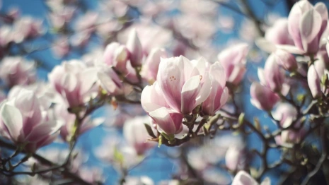 Во Владимирскую область придет майское тепло