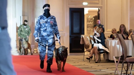 Овчарку из Владимирской области признали лучшей служебной собакой