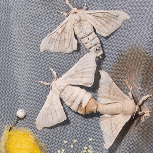 Во Владимирской области приготовились к борьбе с нашествием шелкопряда