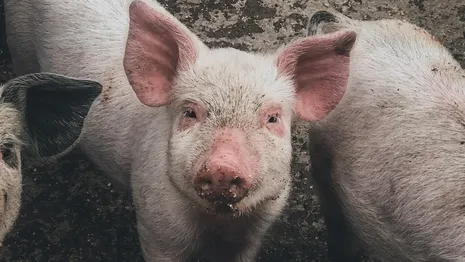 В Коврове нашли третий очаг африканской чумы свиней