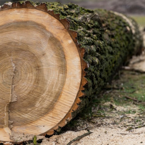 В Судогде с арендатора леса взыскали 800 тыс. рублей за вырубку деревьев