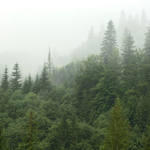 Владимирская область получит 71 млрд до 2030 года на сохранение лесов