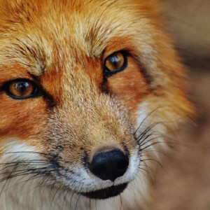 Во Владимирской области обнаружили три новых очага бешенства