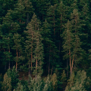 Во Владимирской области пропавшего без вести мужчину с татуировками нашли мертвым