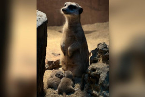 Во владимирском экзотариуме случился бум рождаемости среди зверей