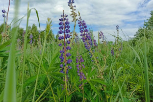 Прогноз погоды во Владимирской области на 3 июля 2025 года