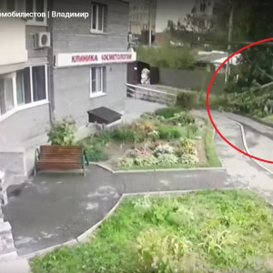 Во Владимире владельцы разбитых упавшей липой машин потребовали компенсацию 