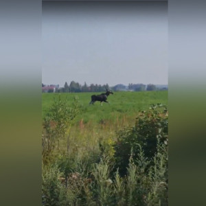 В поле под Владимиром заметили лося
