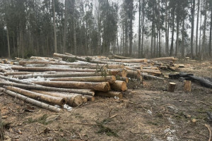 В Петушинском районе «Владлесхоз» забыл вывезти древесину и создал риск пожара