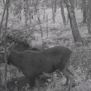 В лесу Владимирской области заметили двух лосей