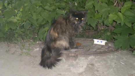 Во Владимире мужчина выбросил кота из окна 5 этажа и избил полицейского