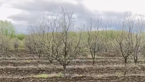 В Суздальском районе зацвел яблоневый сад