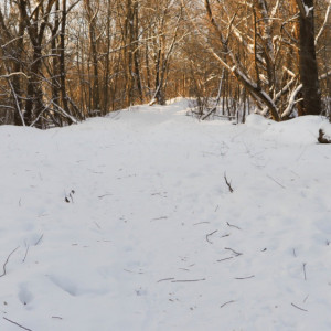 Во Владимире пустили под топор сады напротив Белого дома